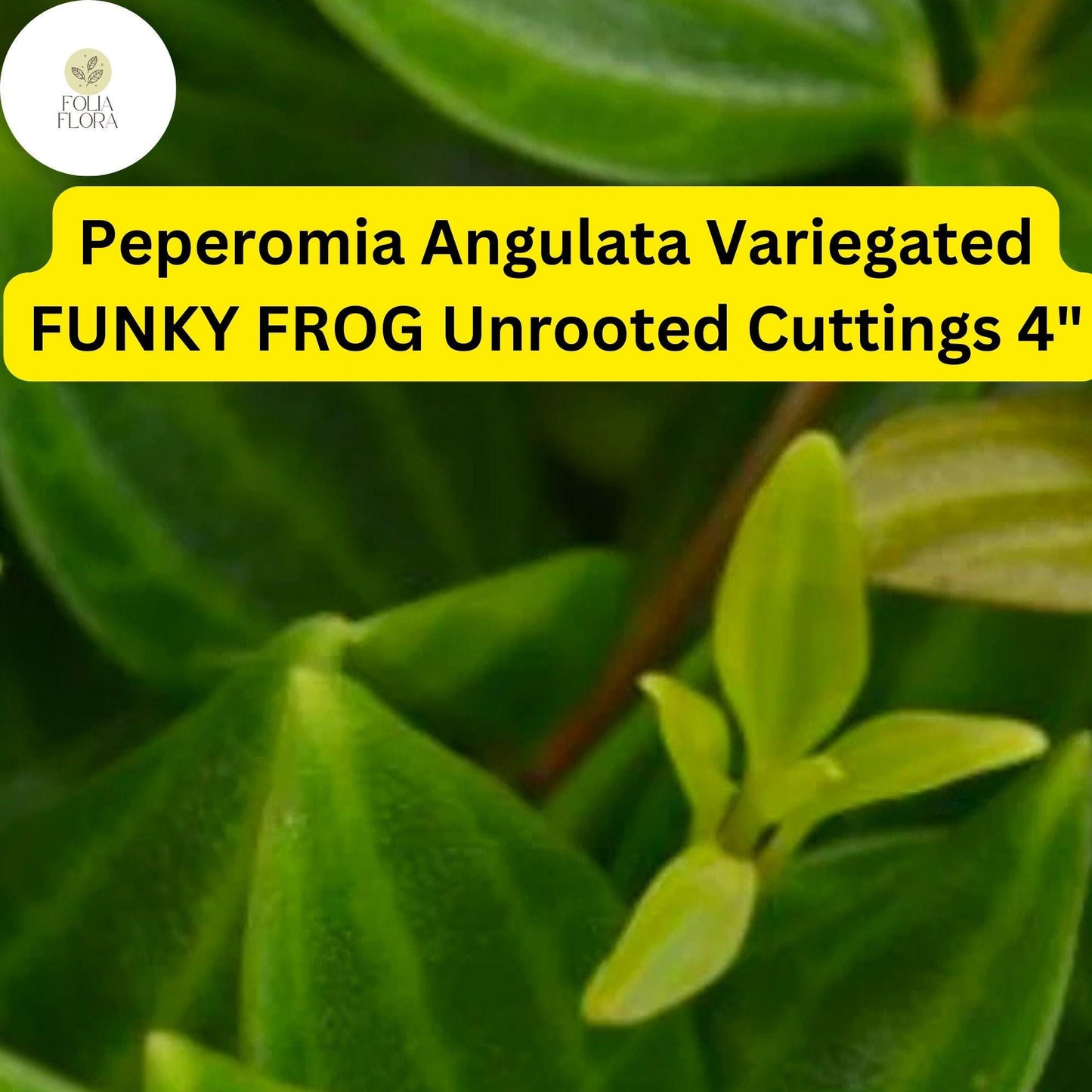 Peperomia angulata ‘Funky Frog’ | 5 Unrooted 4" Live Cuttings | Variegated, Trailing, Easy-Care Houseplant, Unique Foliage