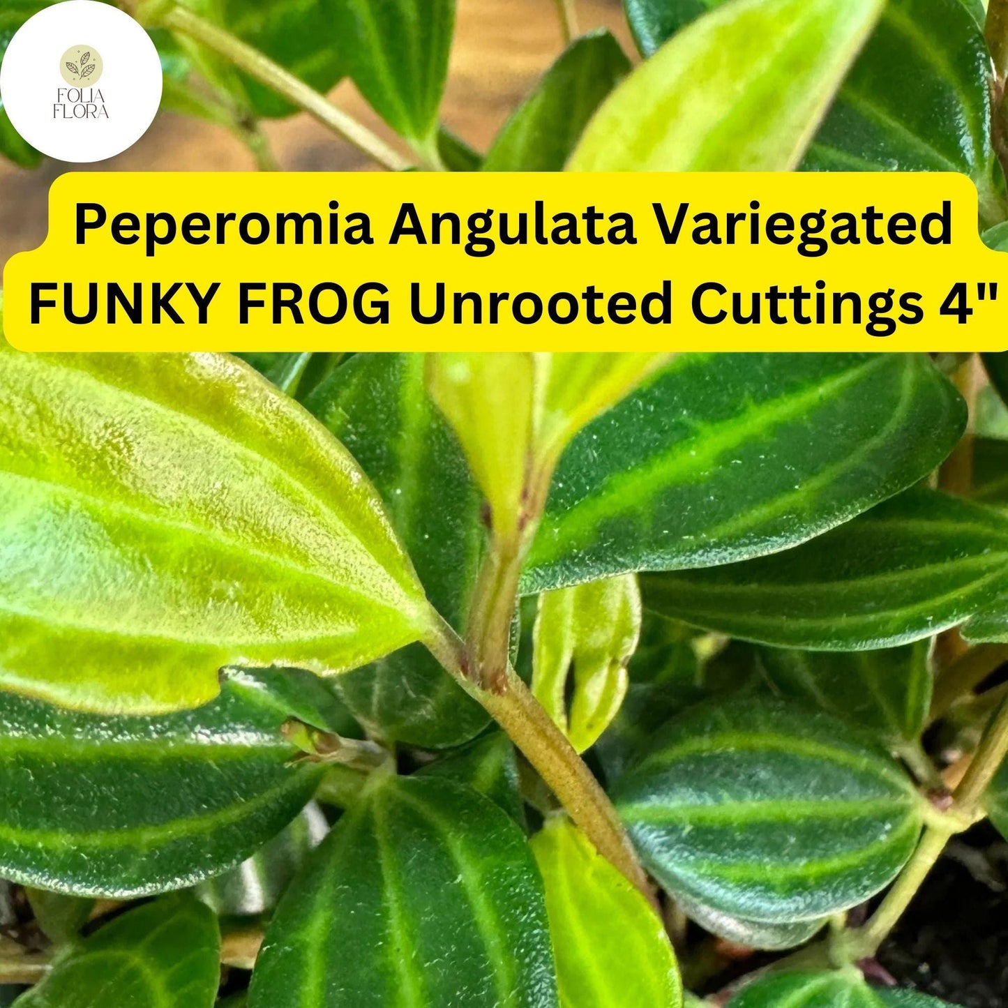 Peperomia angulata ‘Funky Frog’ | 5 Unrooted 4" Live Cuttings | Variegated, Trailing, Easy-Care Houseplant, Unique Foliage