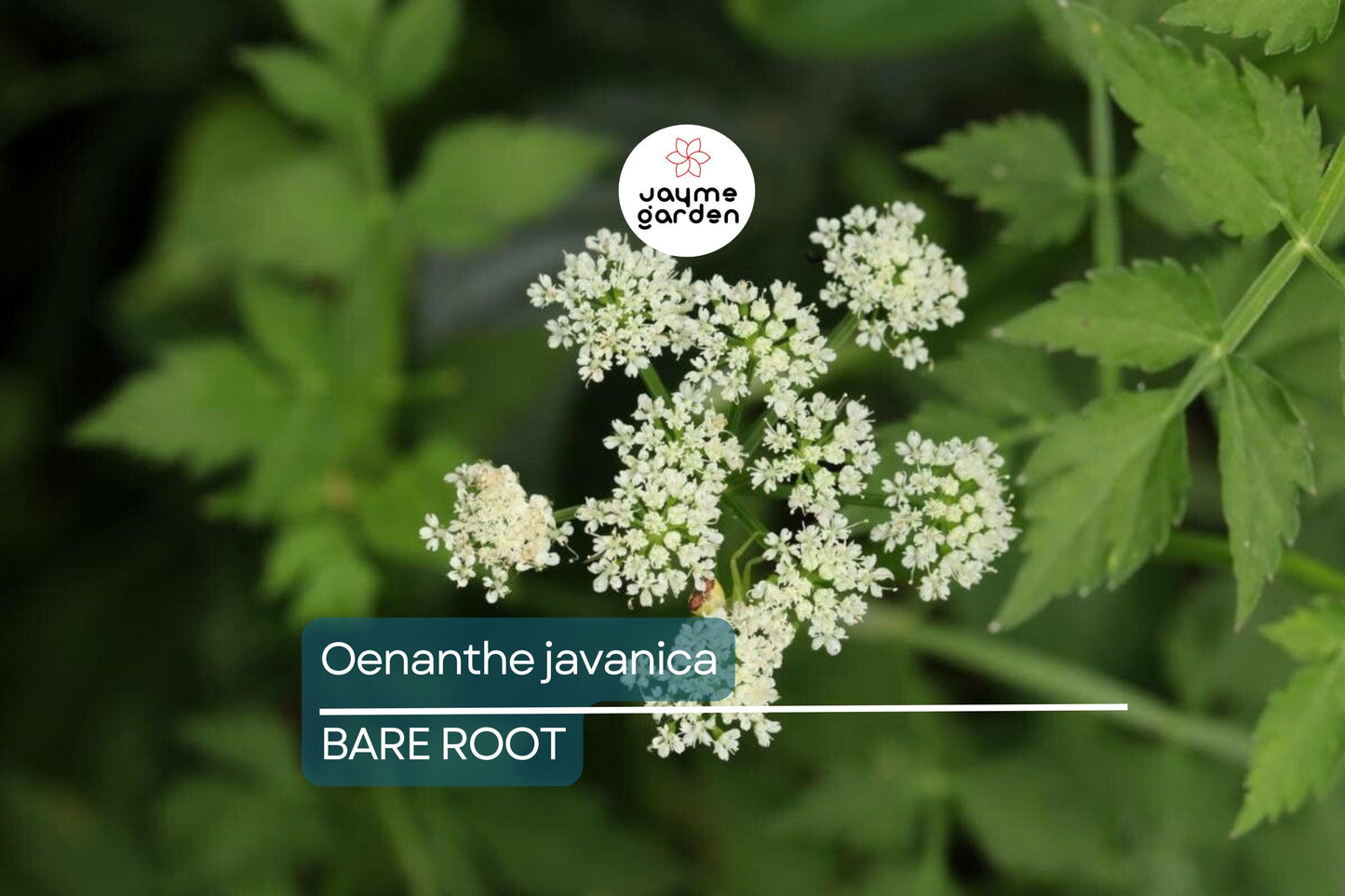 20 Bare Root Oenanthe Javanica (Water Celery) 5”-6”, Minari, Korean Watercress, Fresh Edible Herb, Shade & Sun Tolerant