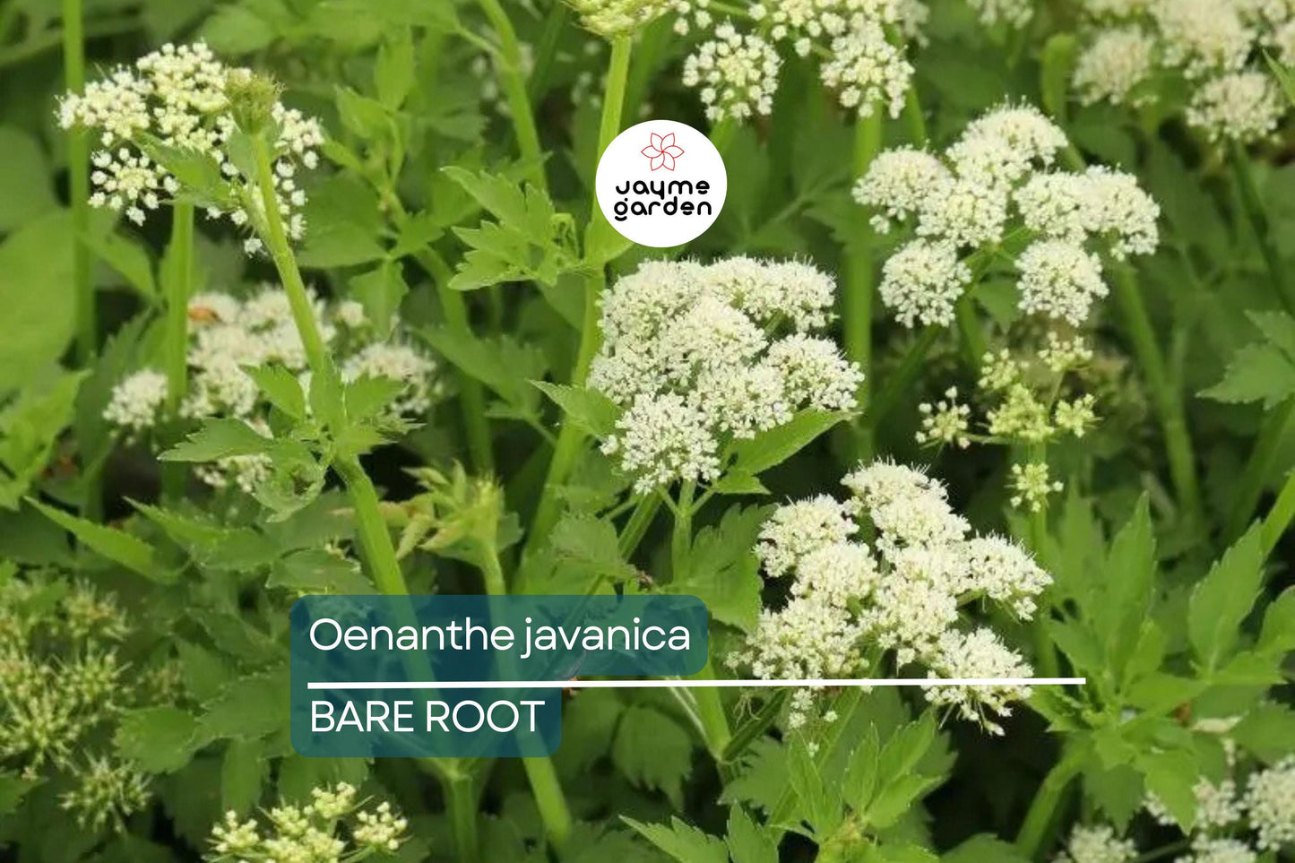 20 Bare Root Oenanthe Javanica (Water Celery) 5”-6”, Minari, Korean Watercress, Fresh Edible Herb, Shade & Sun Tolerant