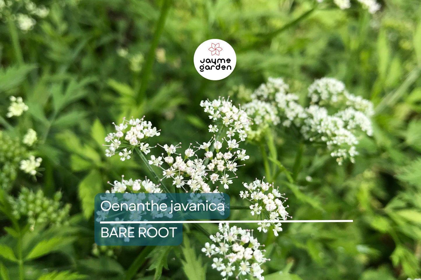 20 Bare Root Oenanthe Javanica (Water Celery) 5”-6”, Minari, Korean Watercress, Fresh Edible Herb, Shade & Sun Tolerant