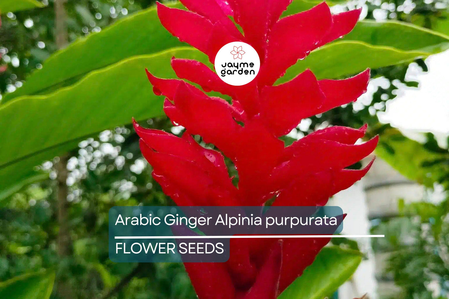 Arabic Ginger Alpinia purpurata Root Rhizome - Fast-Grow, Tropical Flower Plant, 3-4 oz, Zones 7-10, Part Shade, Offer