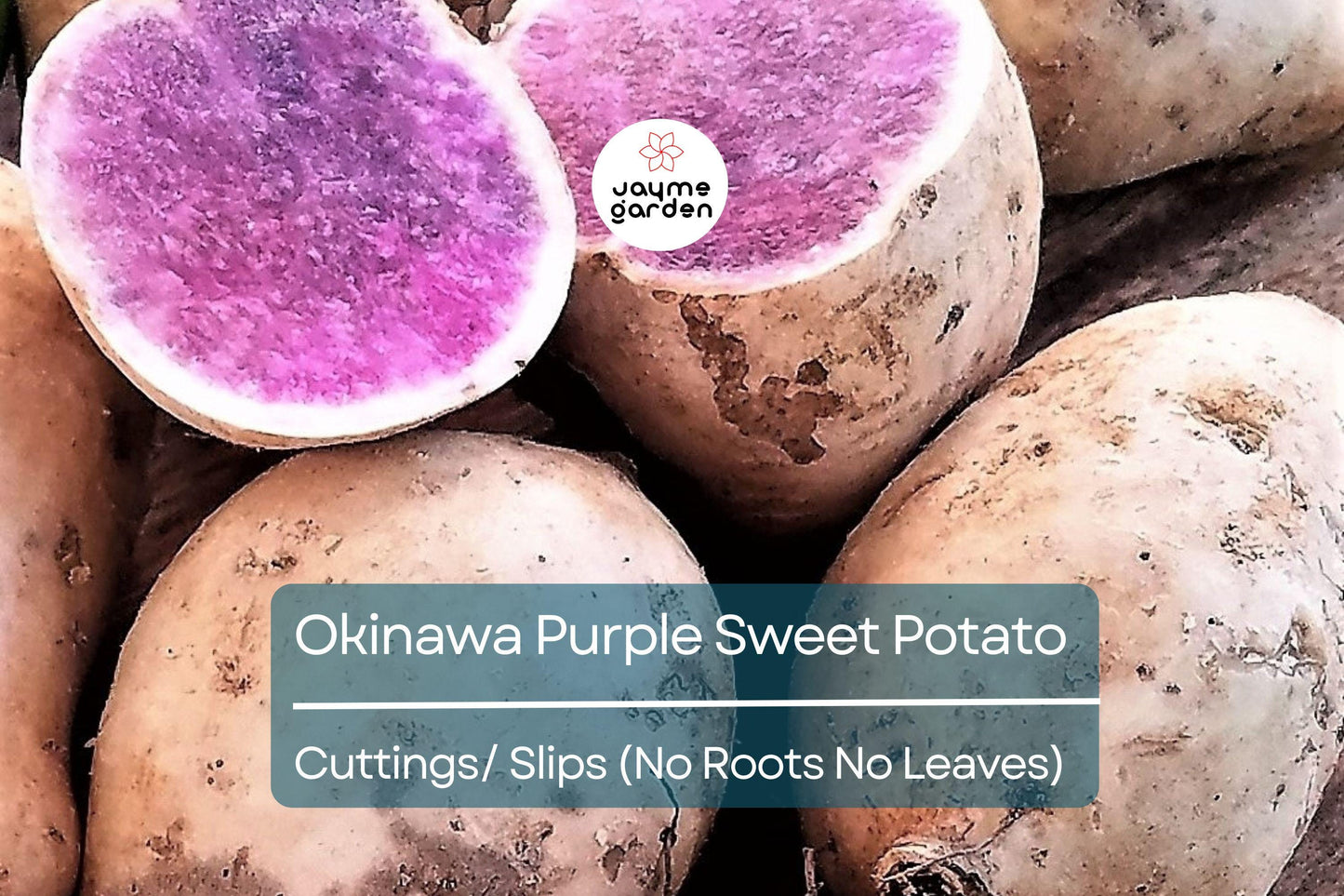 10 Hawaii Okinawa Purple Sweet Potato Slips - Khoai Lang Tim - No Roots, No Leaves, Easy to Grow Unroot Cuttings, Fast Growing