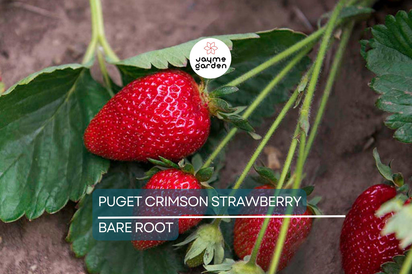 10 Puget Crimson Strawberry Plants - Bare Root | Large Berries | Sweet Flavor | High Yield | USDA Zones 6-10