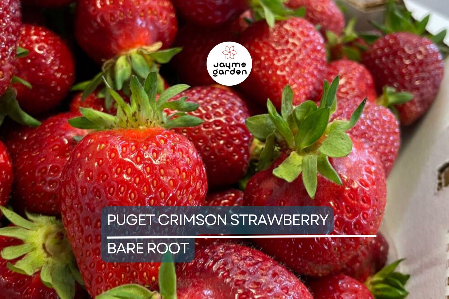 10 Puget Crimson Strawberry Plants - Bare Root | Large Berries | Sweet Flavor | High Yield | USDA Zones 6-10