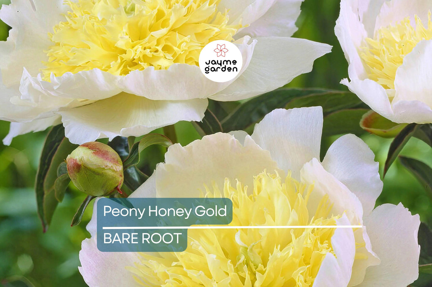 Peony Honey Gold | Bare Root | 2+ Eyes | Fragrant White & Gold Blooms | Perennial for Zones 3-8 | Stunning Mid-Spring Flowers