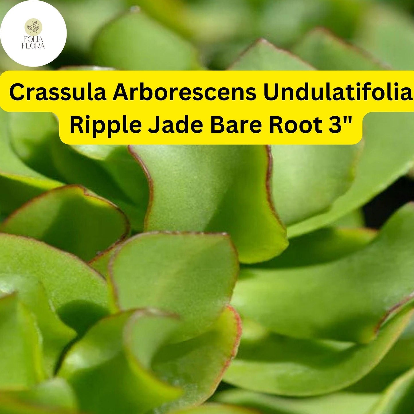 Crassula Arborescens Undulatifolia ‘Ripple Jade’ | 1 Live 3” Bare Root Plant | Wavy Leaves, Easy-Care, Unique Succulent Houseplant