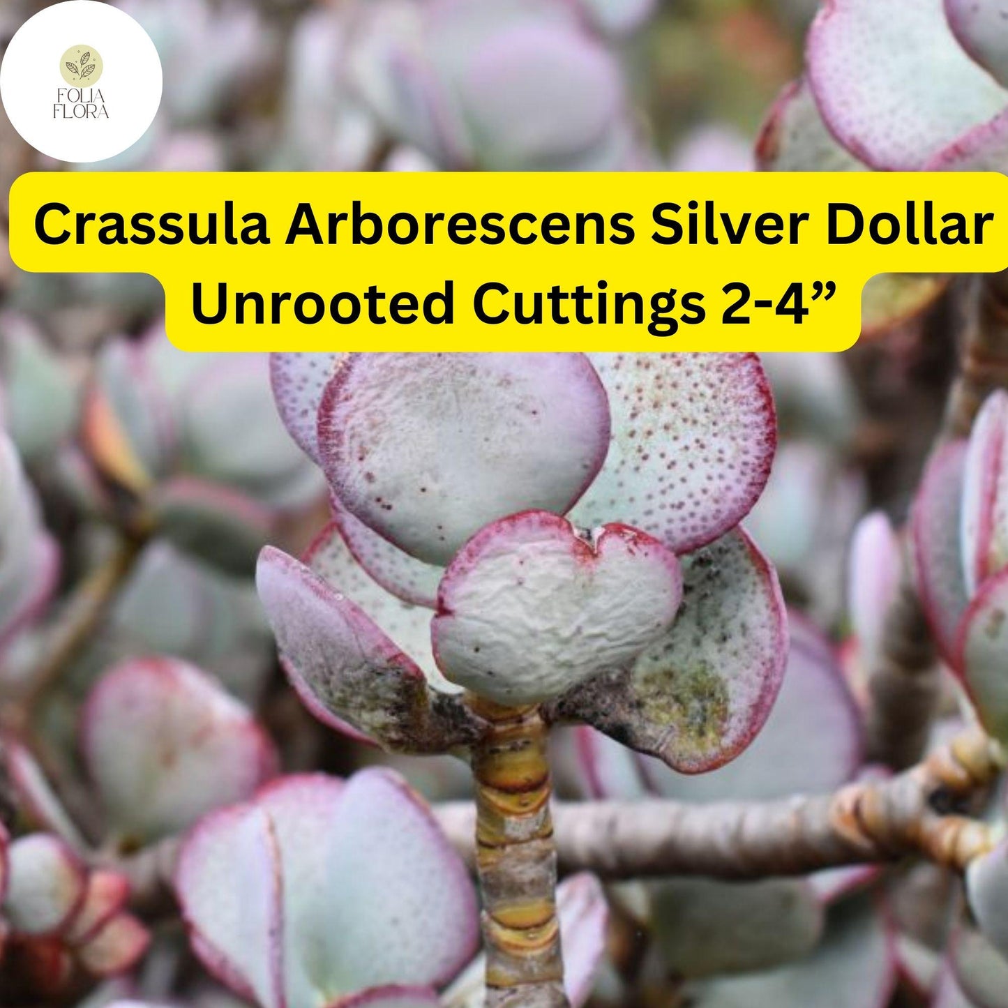 Crassula Arborescens ‘Silver Dollar’ | 3 Unrooted 2-4” Cuttings | Rare Blue-Green Succulent, Easy-Care, Unique Jade Plant