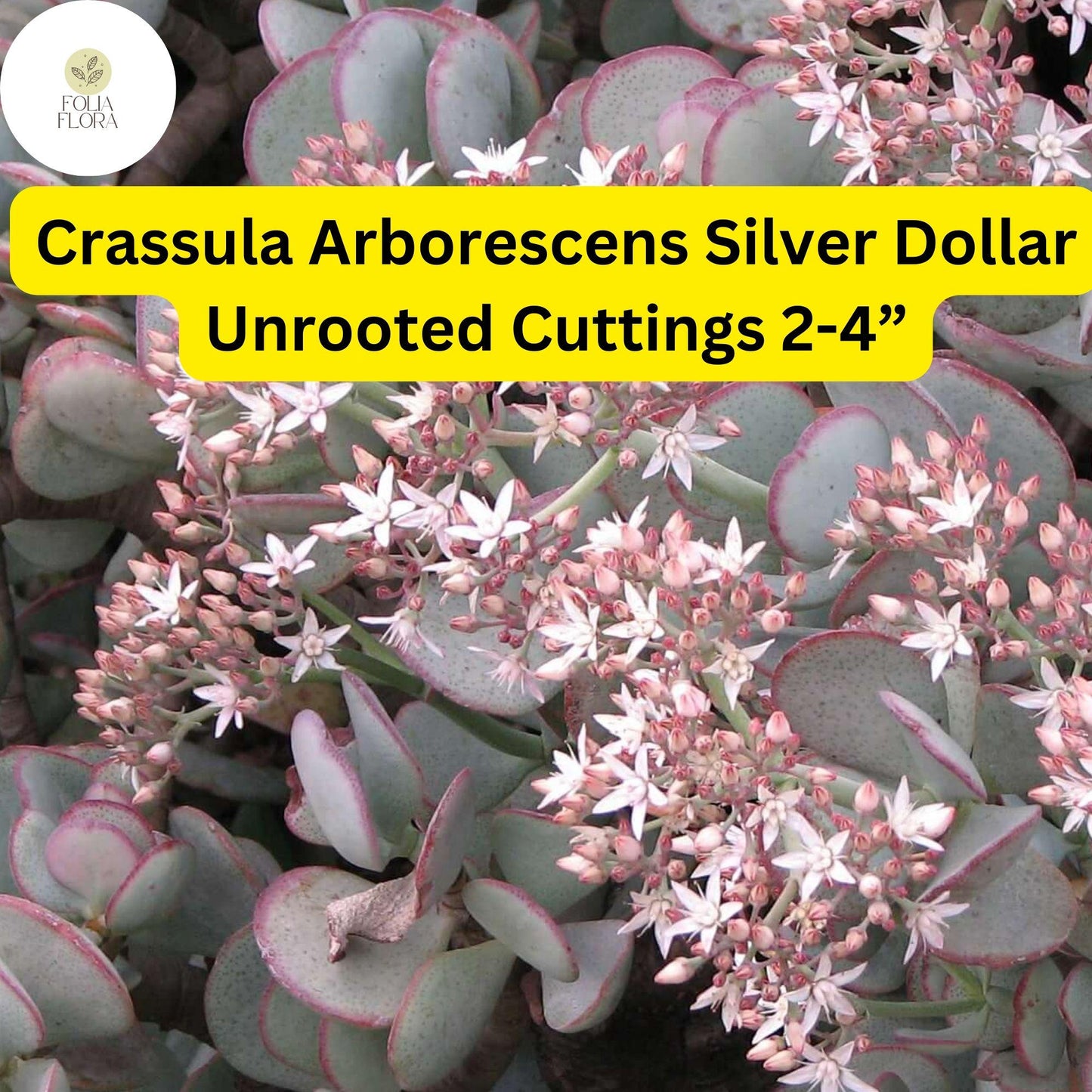 Crassula Arborescens ‘Silver Dollar’ | 3 Unrooted 2-4” Cuttings | Rare Blue-Green Succulent, Easy-Care, Unique Jade Plant