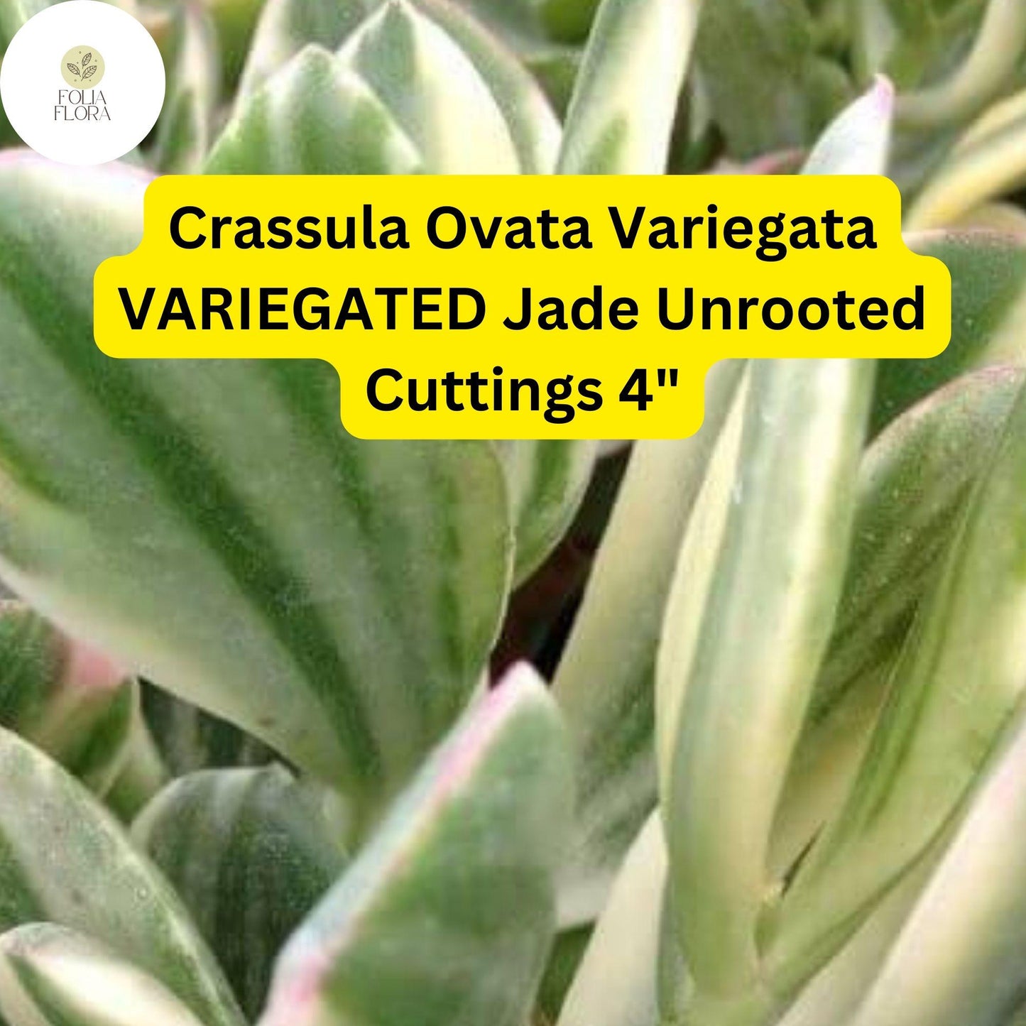 Crassula Ovata Variegata ‘Variegated Jade’ | 3 Live 4” Unrooted Cuttings | Unique, Easy-Care Succulent, Drought-Tolerant Houseplant