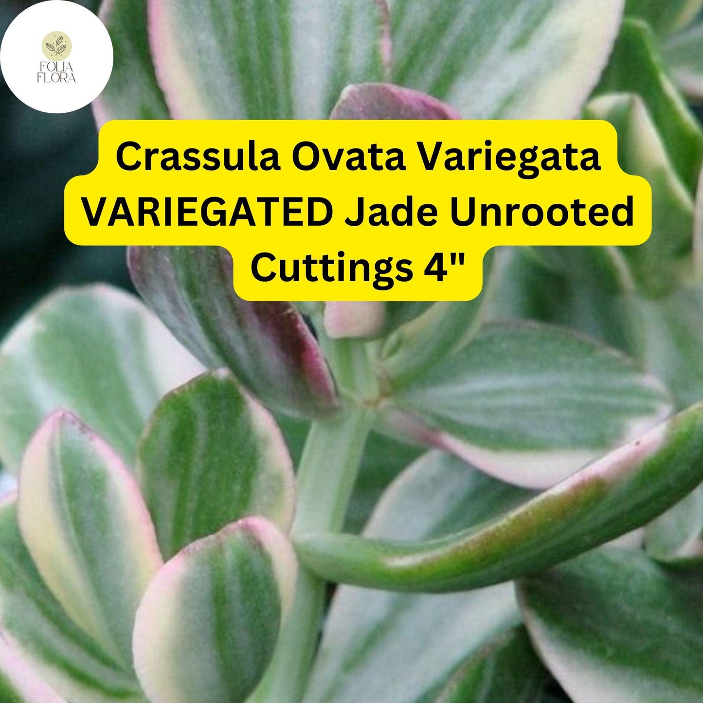 Crassula Ovata Variegata ‘Variegated Jade’ | 3 Live 4” Unrooted Cuttings | Unique, Easy-Care Succulent, Drought-Tolerant Houseplant