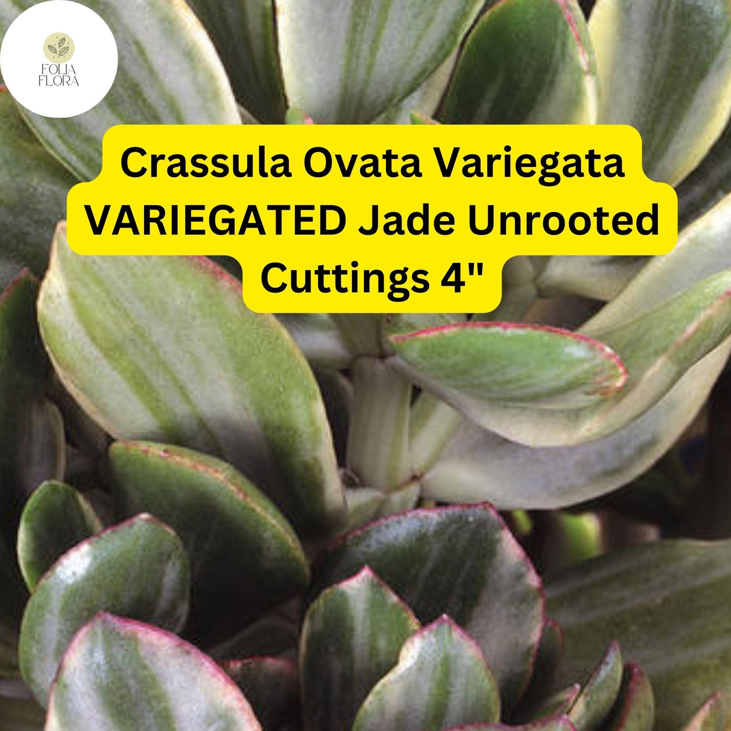 Crassula Ovata Variegata ‘Variegated Jade’ | 3 Live 4” Unrooted Cuttings | Unique, Easy-Care Succulent, Drought-Tolerant Houseplant