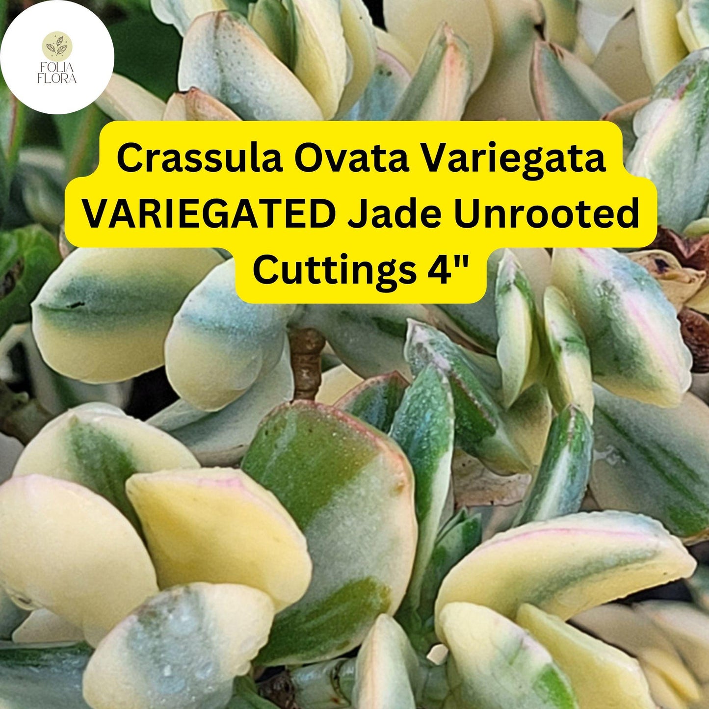 Crassula Ovata Variegata ‘Variegated Jade’ | 3 Live 4” Unrooted Cuttings | Unique, Easy-Care Succulent, Drought-Tolerant Houseplant
