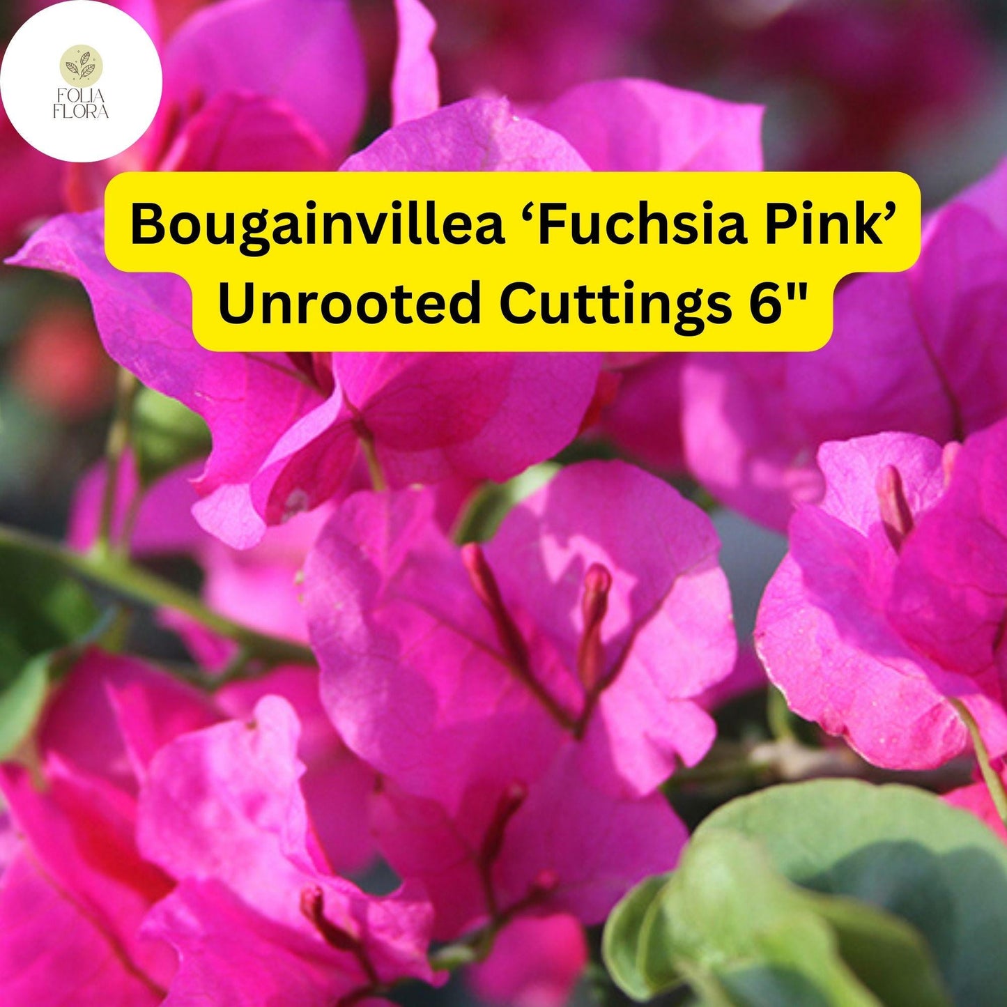 Bougainvillea ‘Fuchsia Pink’ | 7 Live 6” Unrooted Cuttings | Fast-Growing, Drought-Tolerant, Vibrant Blooms, Climbing Vine, Easy-Care