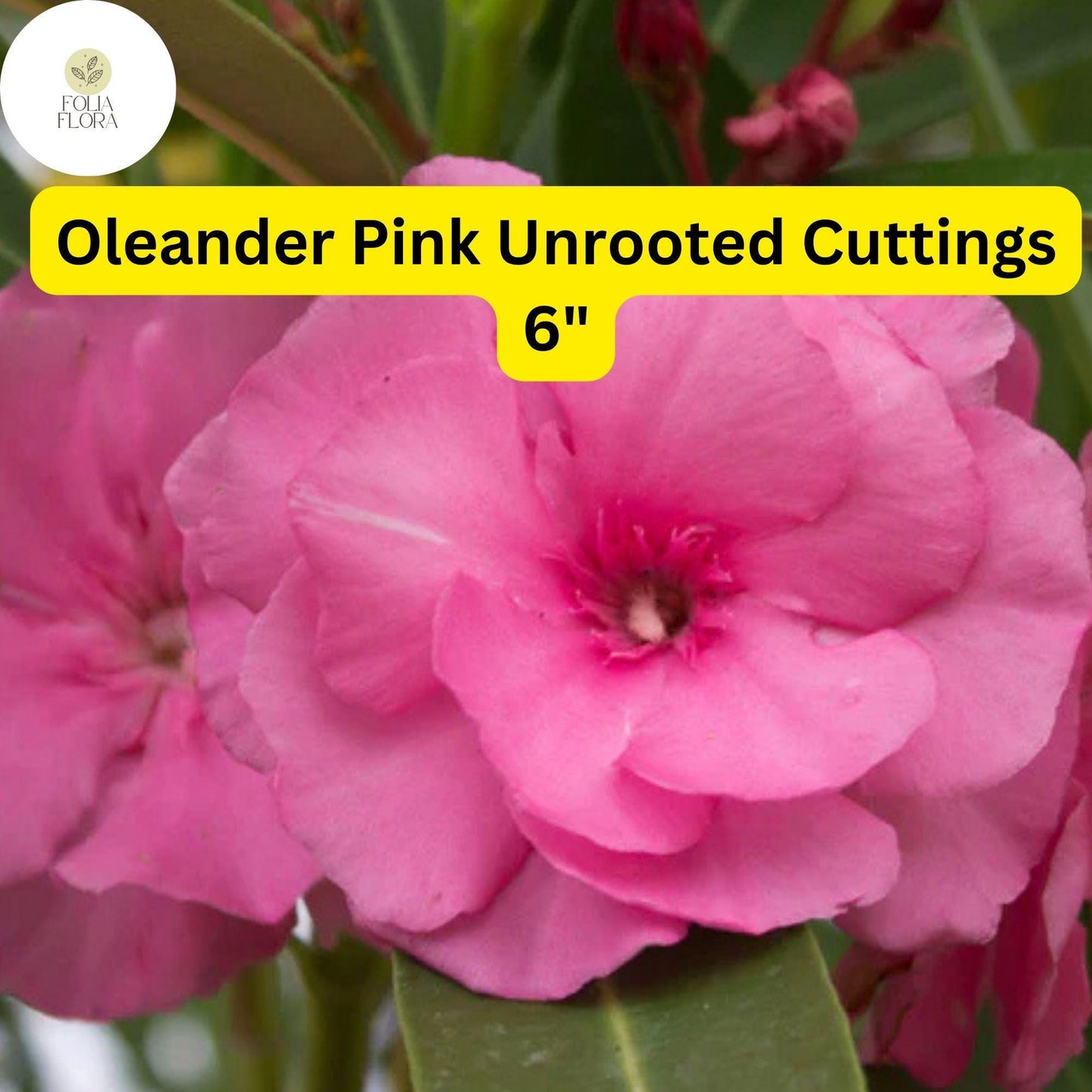 Oleander Pink | Nerium Oleander | 7 Live 6” Unrooted Cuttings | Drought-Tolerant Shrub, Fast-Growing, Evergreen, Flowering Hedge