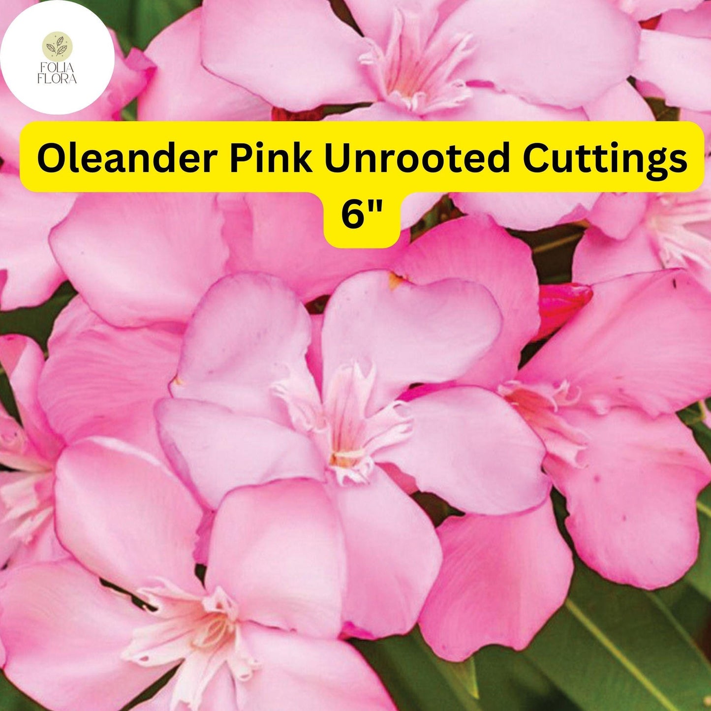 Oleander Pink | Nerium Oleander | 7 Live 6” Unrooted Cuttings | Drought-Tolerant Shrub, Fast-Growing, Evergreen, Flowering Hedge