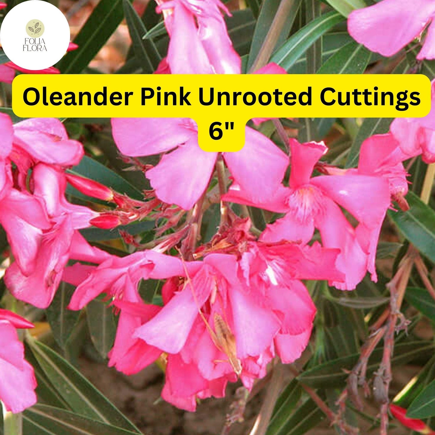 Oleander Pink | Nerium Oleander | 7 Live 6” Unrooted Cuttings | Drought-Tolerant Shrub, Fast-Growing, Evergreen, Flowering Hedge