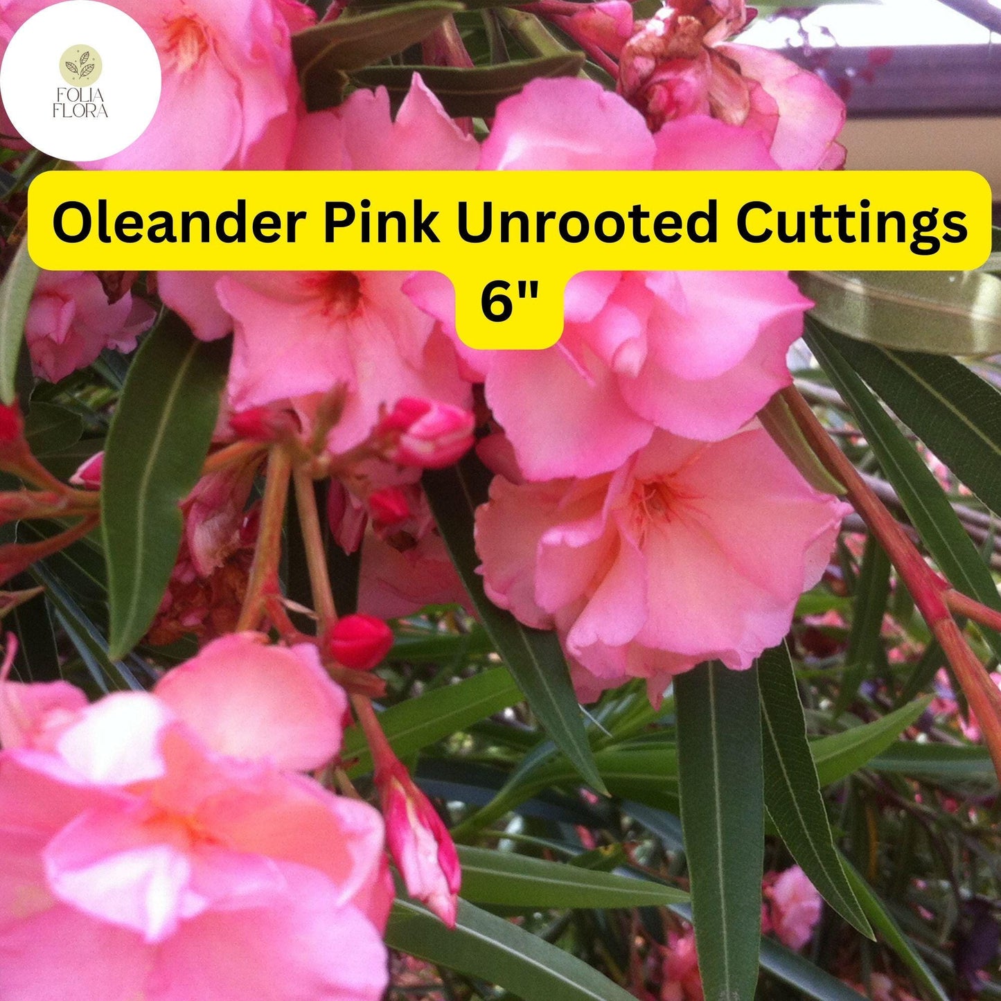 Oleander Pink | Nerium Oleander | 7 Live 6” Unrooted Cuttings | Drought-Tolerant Shrub, Fast-Growing, Evergreen, Flowering Hedge