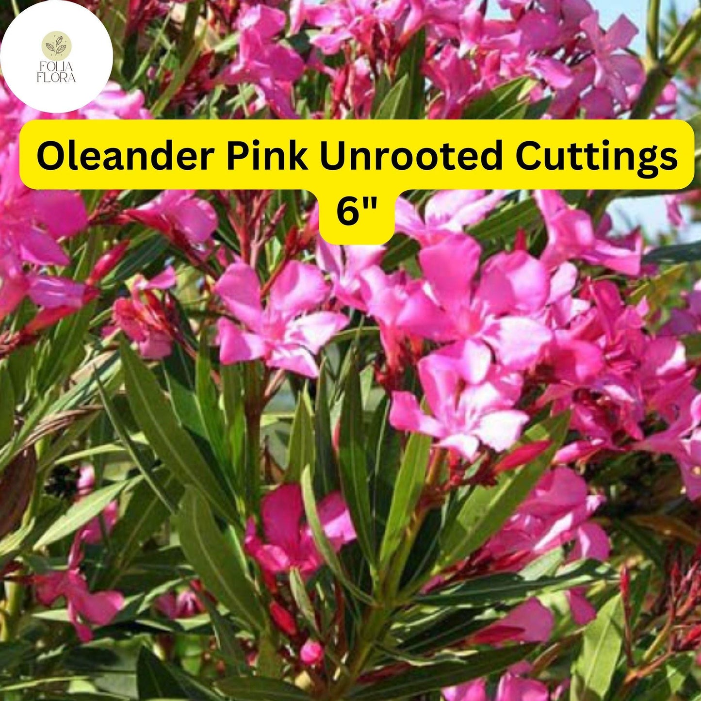 Oleander Pink | Nerium Oleander | 7 Live 6” Unrooted Cuttings | Drought-Tolerant Shrub, Fast-Growing, Evergreen, Flowering Hedge