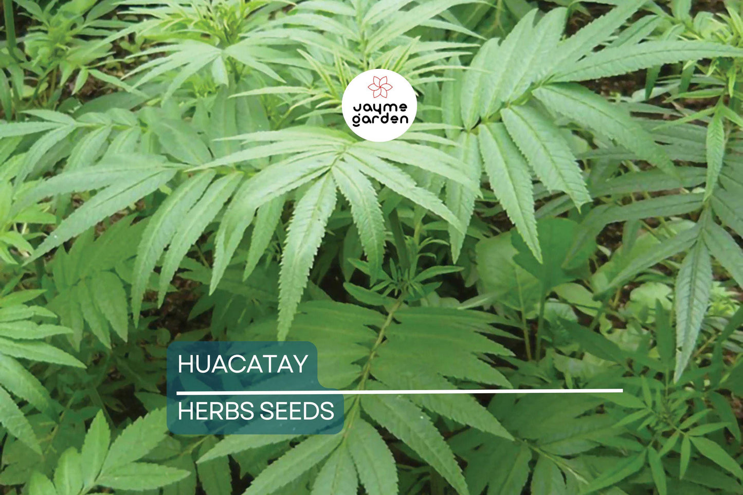 300 Huacatay Seeds (Black Mint) - Peruvian Culinary & Medicinal Herb - Tagetes Minuta - Strong Flavor - Organic and Fresh