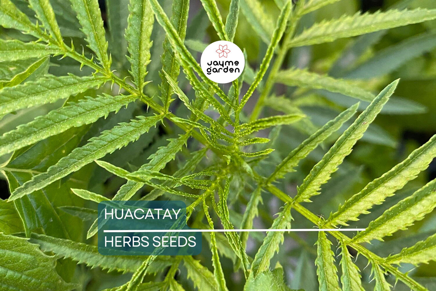300 Huacatay Seeds (Black Mint) - Peruvian Culinary & Medicinal Herb - Tagetes Minuta - Strong Flavor - Organic and Fresh