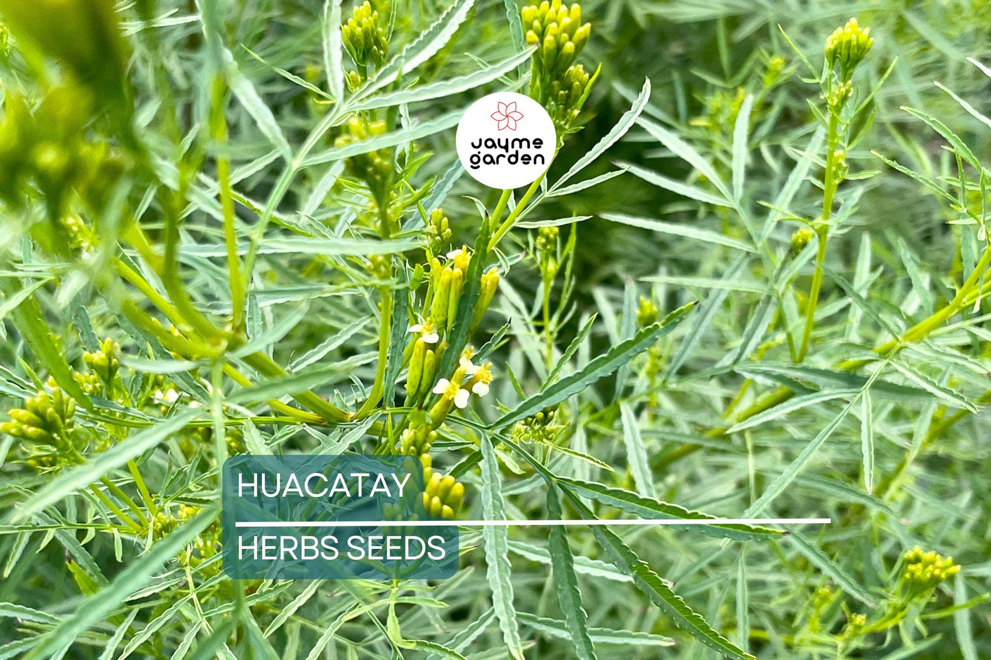 300 Huacatay Seeds (Black Mint) - Peruvian Culinary & Medicinal Herb - Tagetes Minuta - Strong Flavor - Organic and Fresh