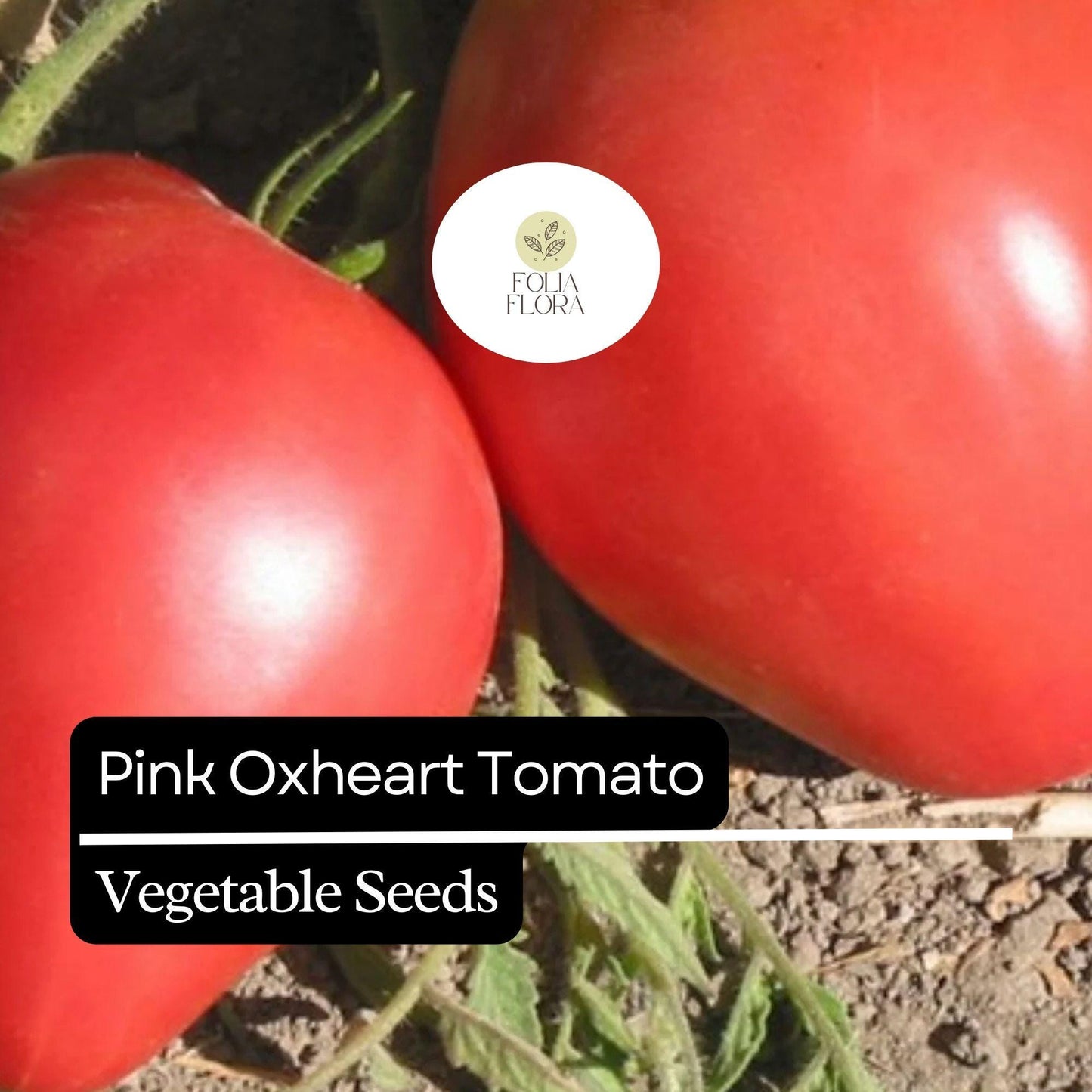 30 Pink Oxheart Tomato Seeds (Solanum lycopersicum) – Heirloom, Non-GMO, Large Juicy Tomatoes, Rich Flavor
