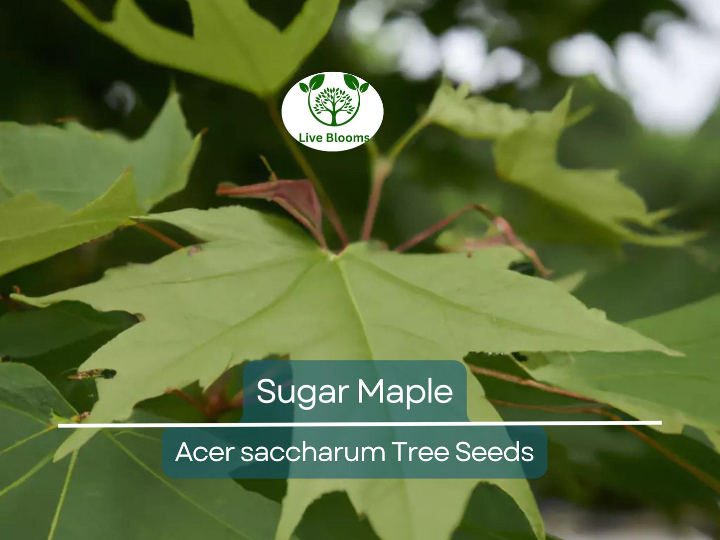 30 Sugar Maple Tree Seeds (Acer saccharum), Fall Color, Edible Maple Syrup Source, Hardy, Shade Tree, Perfect for Landscaping & Gardening