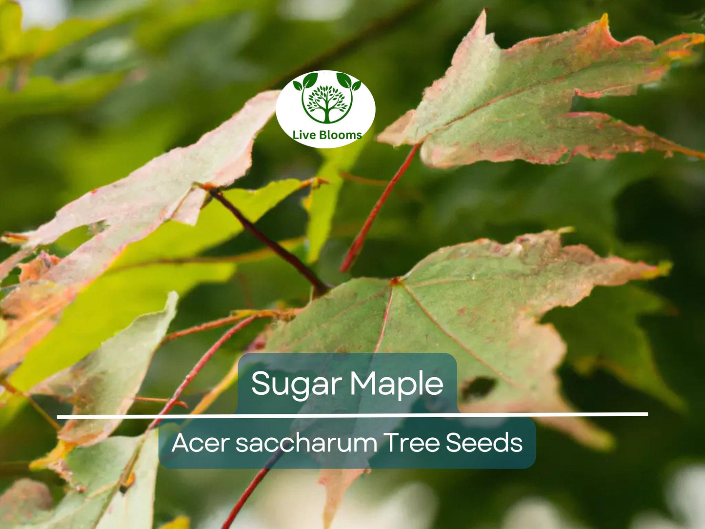 30 Sugar Maple Tree Seeds (Acer saccharum), Fall Color, Edible Maple Syrup Source, Hardy, Shade Tree, Perfect for Landscaping & Gardening