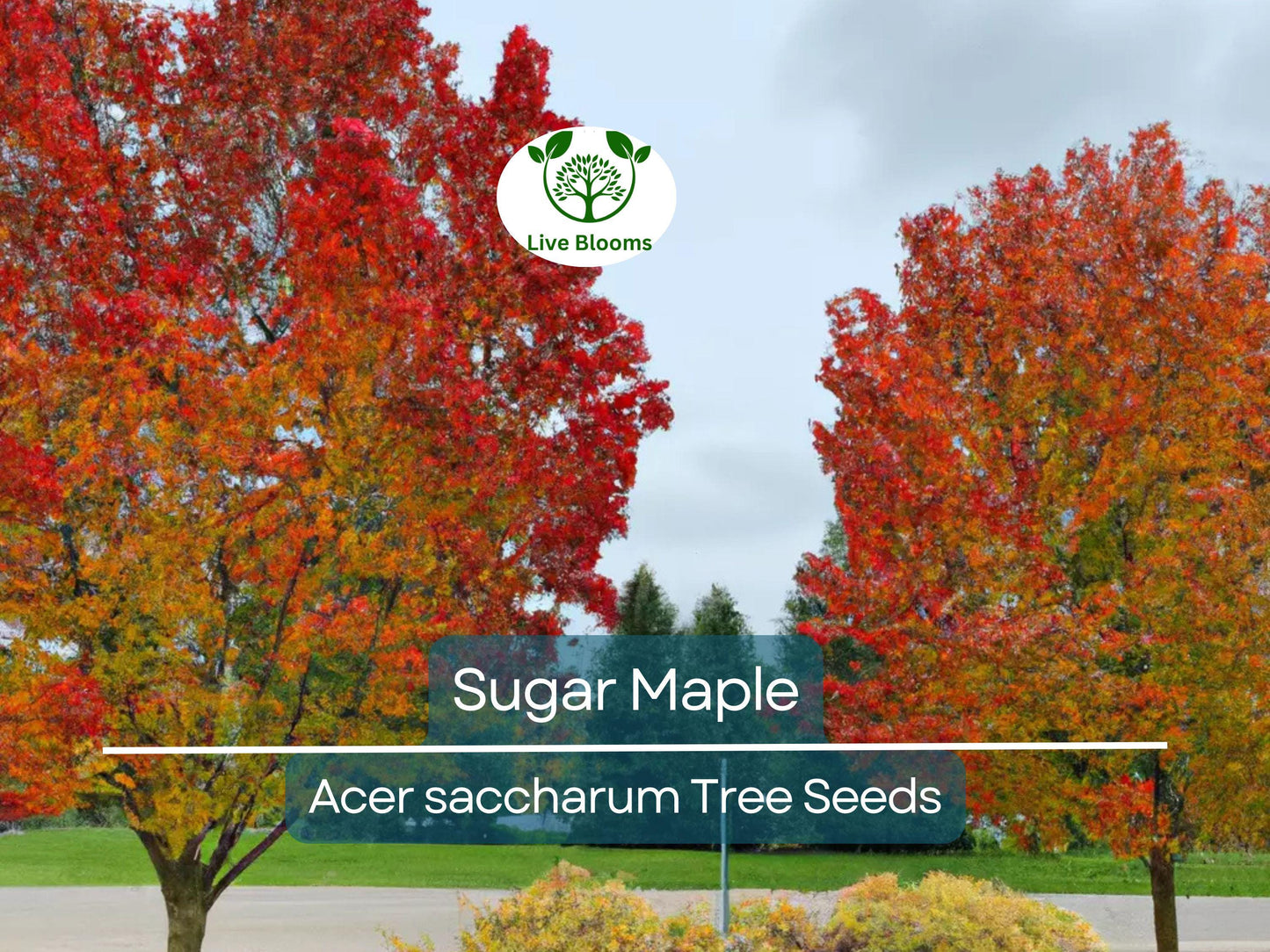 30 Sugar Maple Tree Seeds (Acer saccharum), Fall Color, Edible Maple Syrup Source, Hardy, Shade Tree, Perfect for Landscaping & Gardening