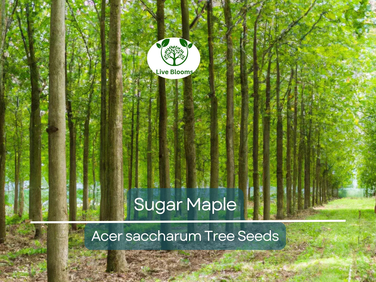 30 Sugar Maple Tree Seeds (Acer saccharum), Fall Color, Edible Maple Syrup Source, Hardy, Shade Tree, Perfect for Landscaping & Gardening