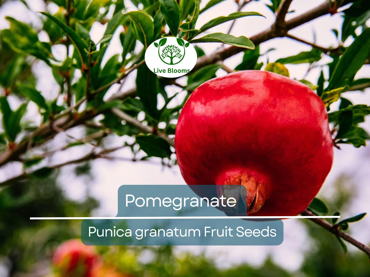 25 Pomegranate Seeds (Punica granatum) - Sweet Tropical Edible Fruit Shrub/Tree, Grow Your Own Fresh Pomegranates, Fast Growing, Healthy