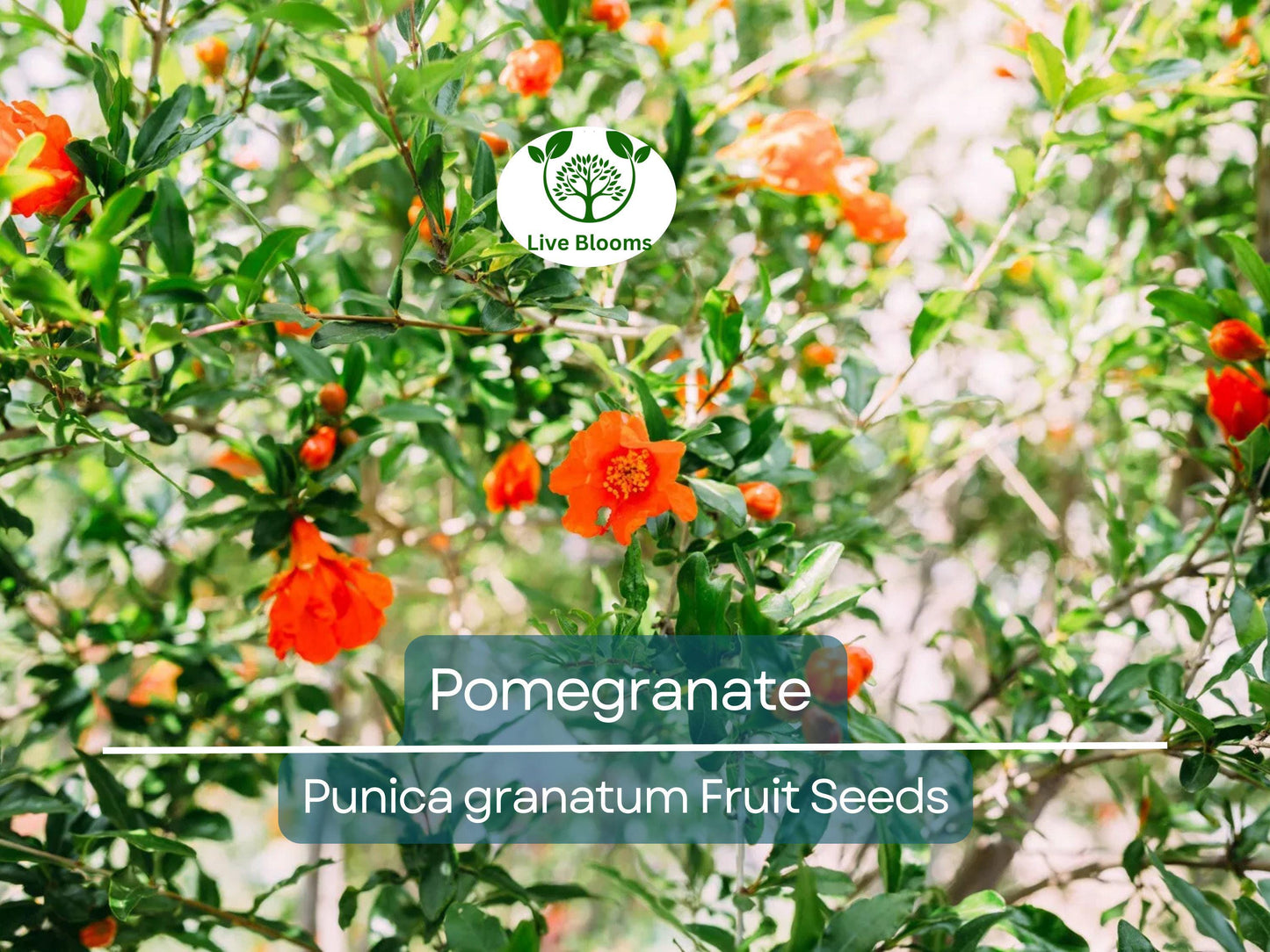 25 Pomegranate Seeds (Punica granatum) - Sweet Tropical Edible Fruit Shrub/Tree, Grow Your Own Fresh Pomegranates, Fast Growing, Healthy
