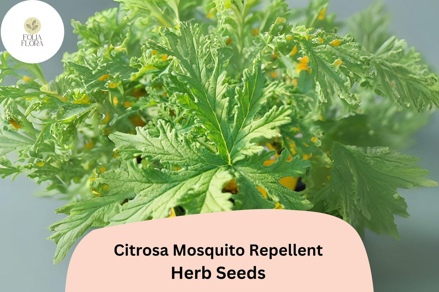 Citrosa Geranium Seeds (Pelargonium citrosum) | 25+ Seeds | Natural Mosquito Repellent & Fragrant Garden Plant