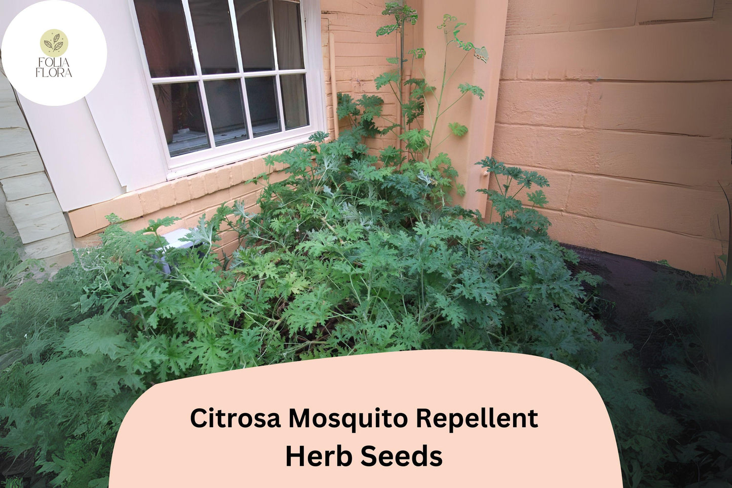 Citrosa Geranium Seeds (Pelargonium citrosum) | 25+ Seeds | Natural Mosquito Repellent & Fragrant Garden Plant