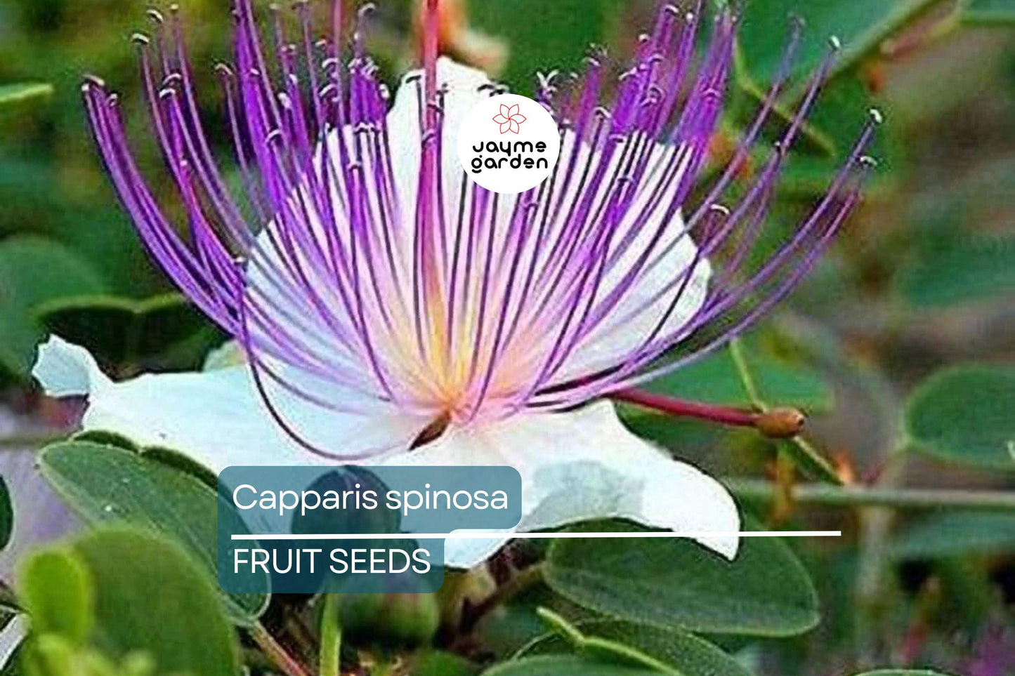 50 Caper Seeds (Capparis spinosa) - Non-GMO | Grow Your Own Caper Bush | Edible Buds & Berries | Perennial Herb |