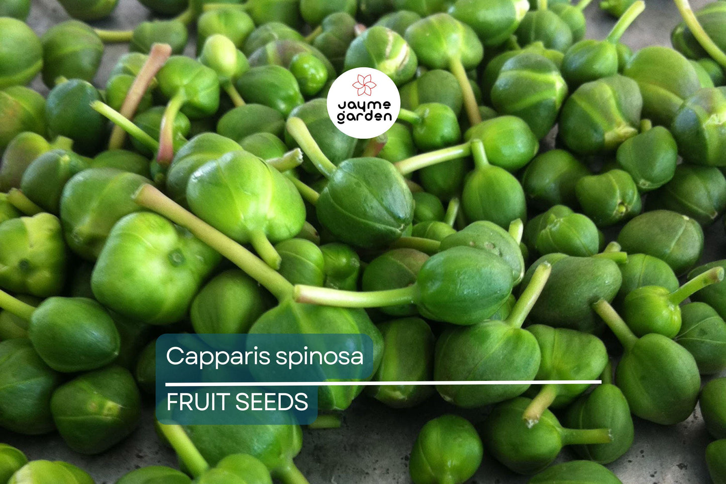 50 Caper Seeds (Capparis spinosa) - Non-GMO | Grow Your Own Caper Bush | Edible Buds & Berries | Perennial Herb |