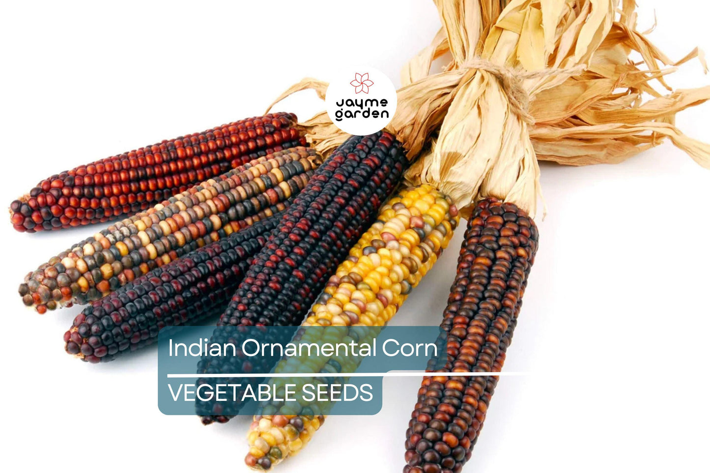 50 Treated Indian Ornamental Corn Seeds – Non-GMO Heirloom | Colorful Tassels | USA Seller