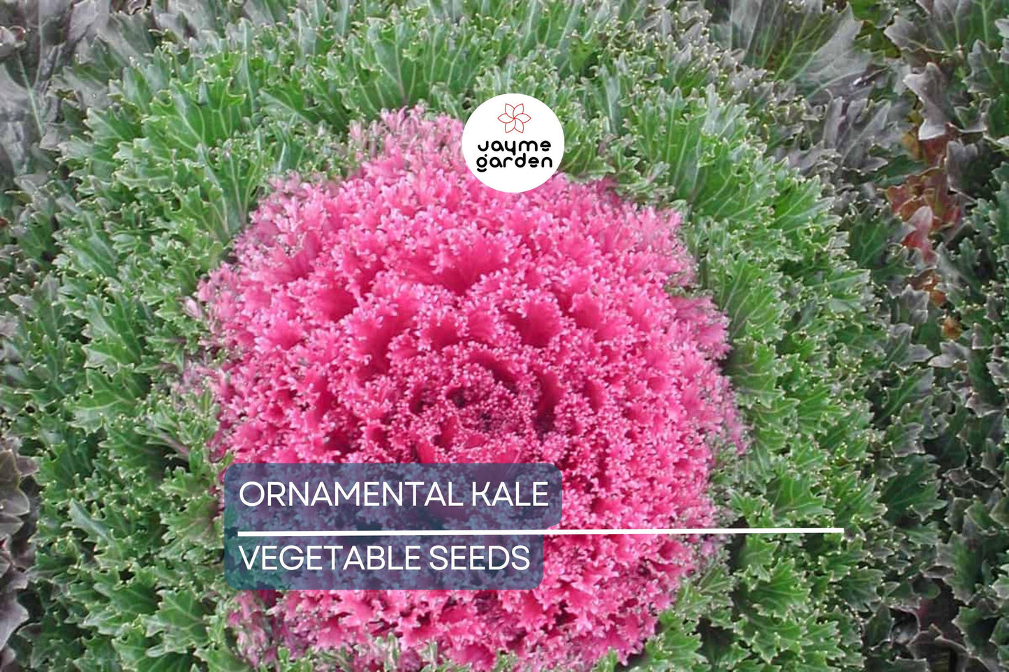 50 Ornamental Kale Seeds – Non-GMO Heirloom, , Decorative Garnish