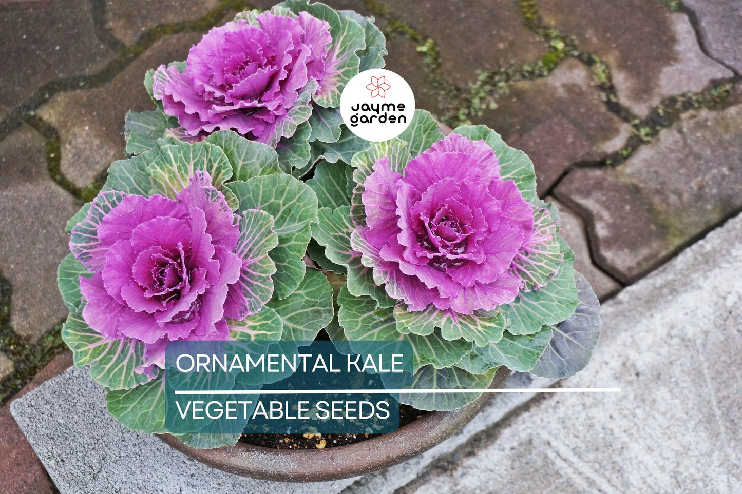 50 Ornamental Kale Seeds – Non-GMO Heirloom, , Decorative Garnish