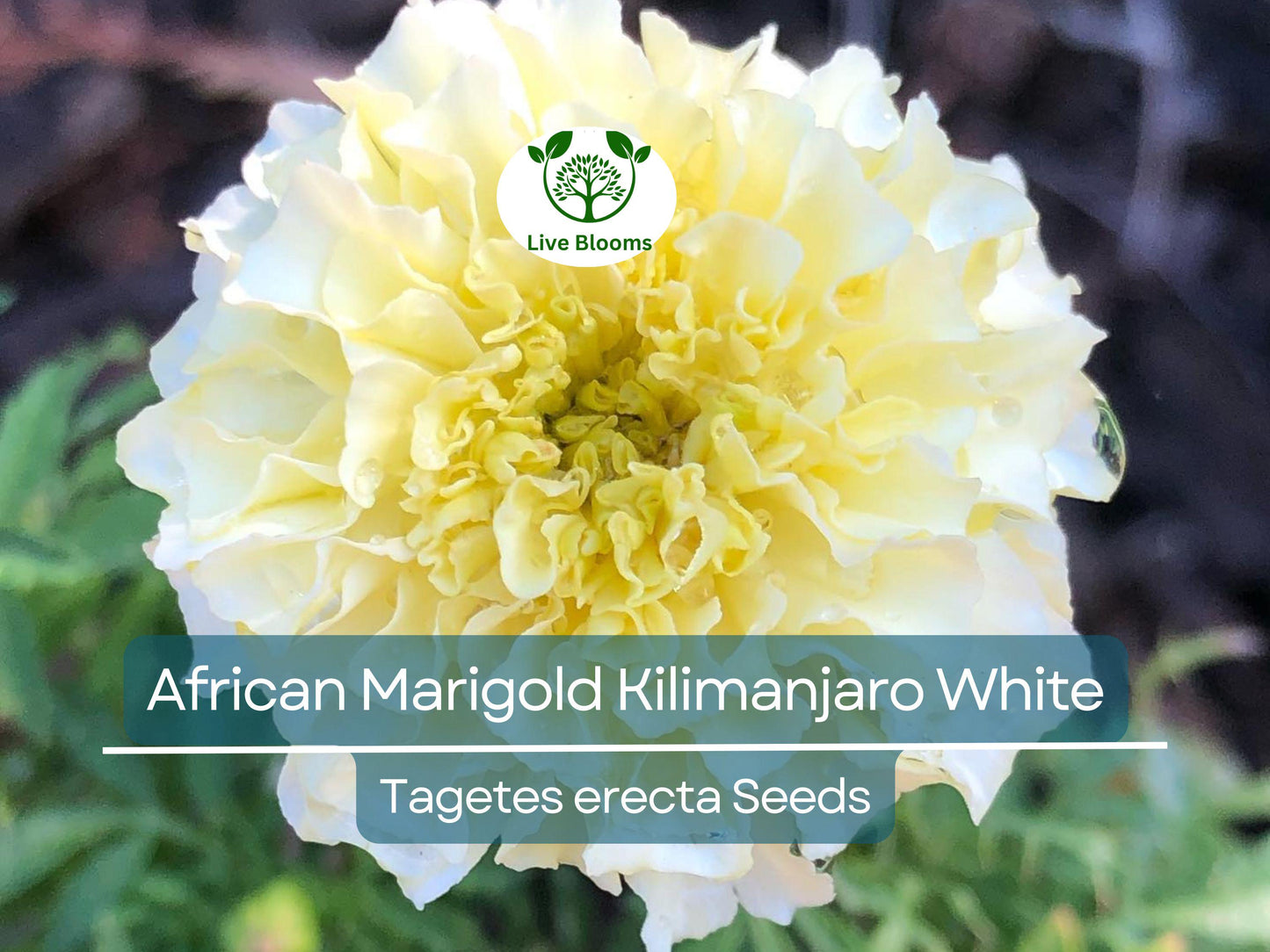 50 Seeds African Marigold Kilimanjaro White – Tall, Creamy Flowers, Non-GMO, Vibrant, Easy to Grow, Perfect for Garden & Cut Flowers