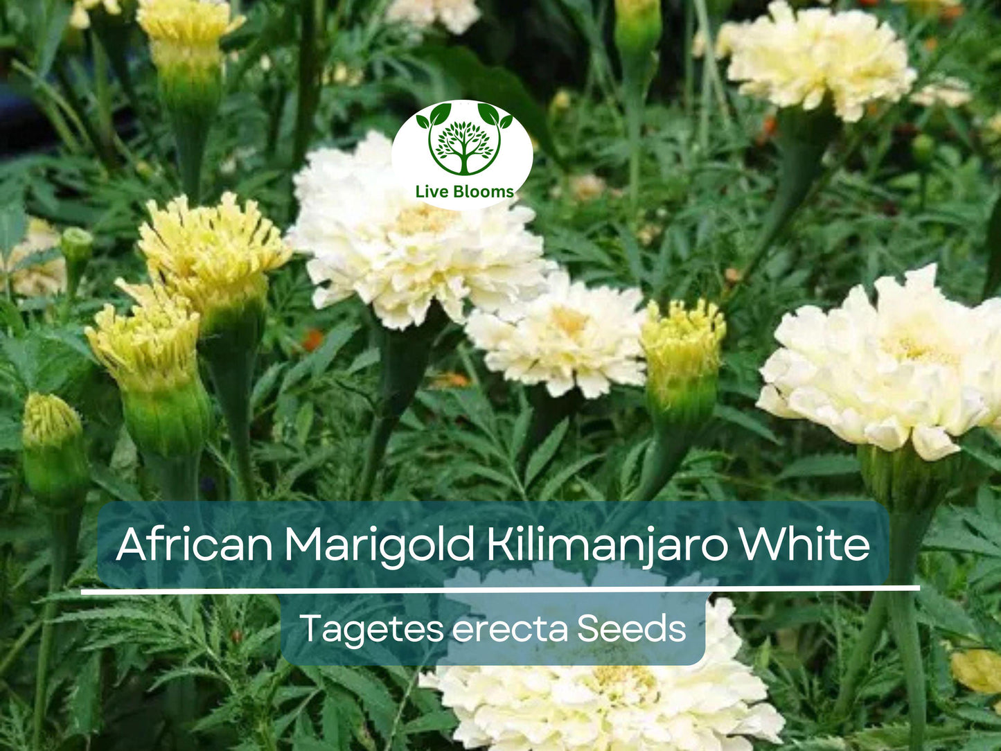 50 Seeds African Marigold Kilimanjaro White – Tall, Creamy Flowers, Non-GMO, Vibrant, Easy to Grow, Perfect for Garden & Cut Flowers