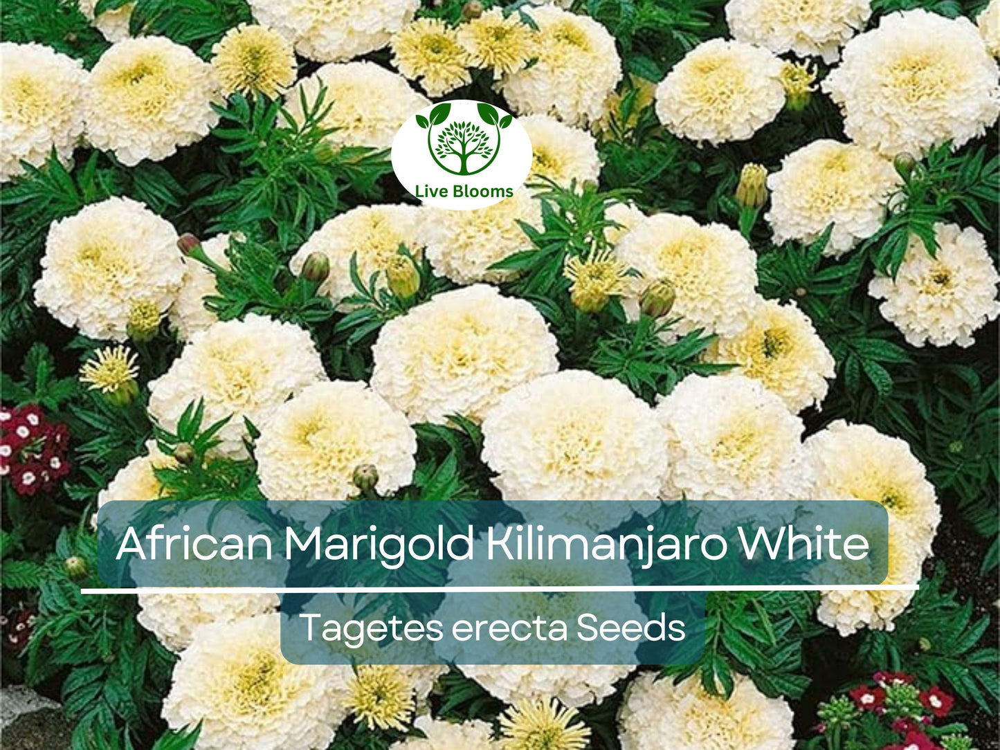 50 Seeds African Marigold Kilimanjaro White – Tall, Creamy Flowers, Non-GMO, Vibrant, Easy to Grow, Perfect for Garden & Cut Flowers
