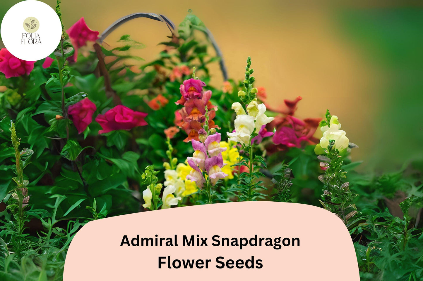 Admiral Mix Snapdragon Seeds (Antirrhinum majus) | 1000+ Seeds | Vibrant Blooms for Garden & Borders