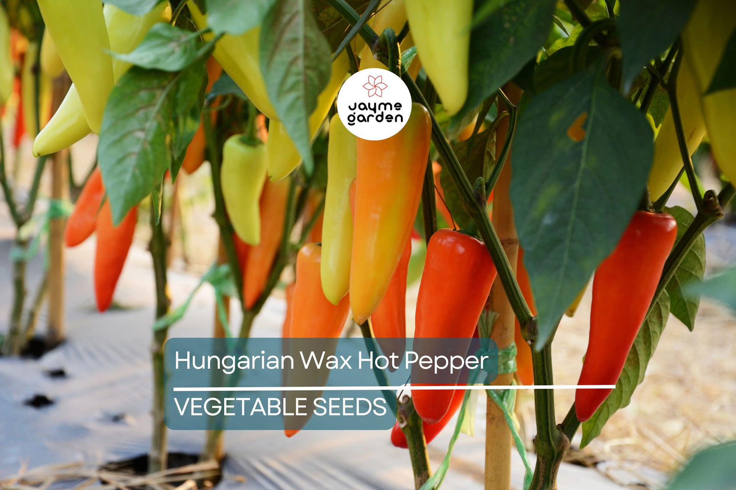 200 Hungarian Wax Hot Pepper Seeds - Heirloom, Non-GMO, Spicy Banana Peppers