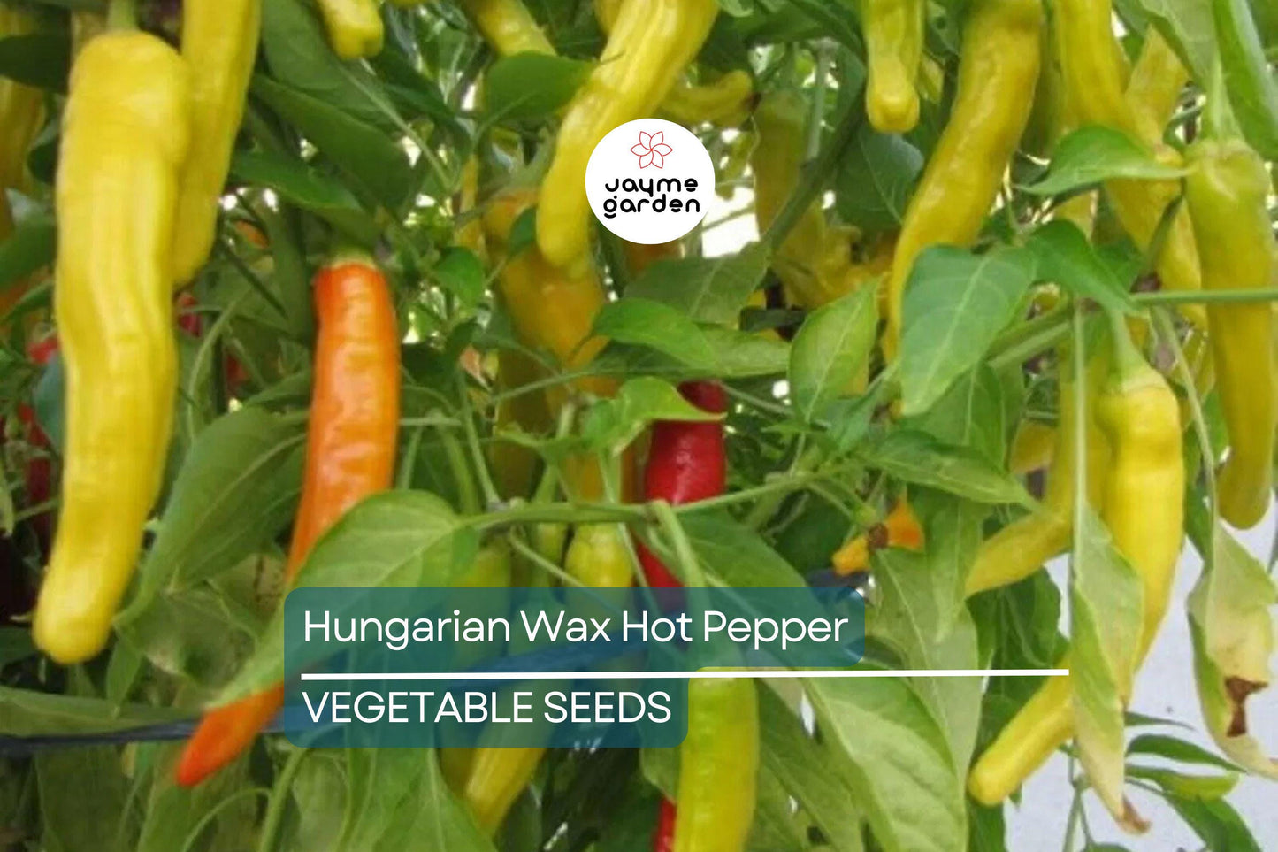200 Hungarian Wax Hot Pepper Seeds - Heirloom, Non-GMO, Spicy Banana Peppers