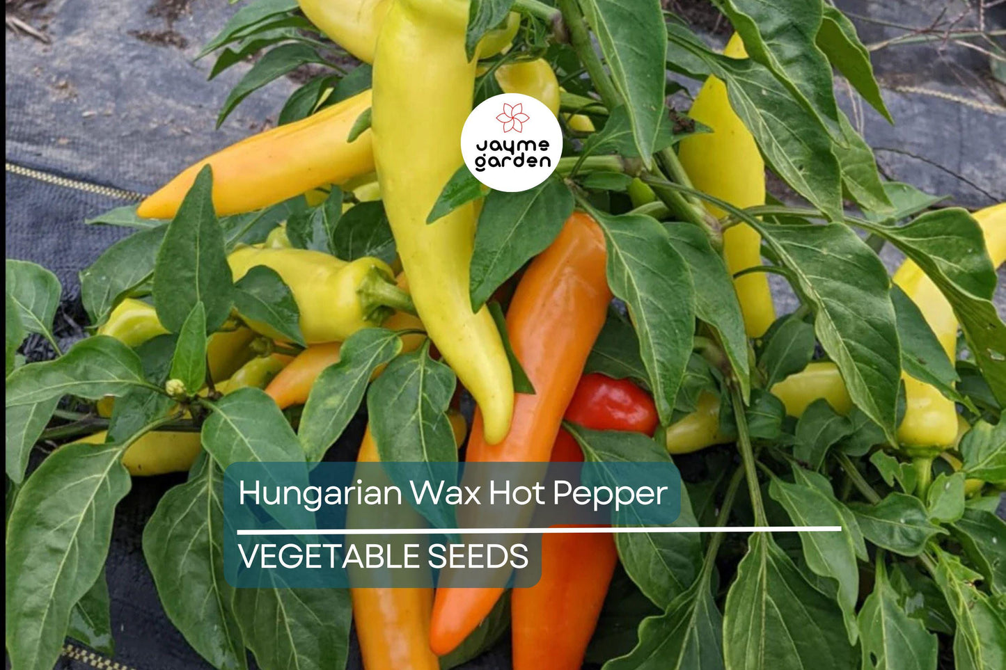 200 Hungarian Wax Hot Pepper Seeds - Heirloom, Non-GMO, Spicy Banana Peppers