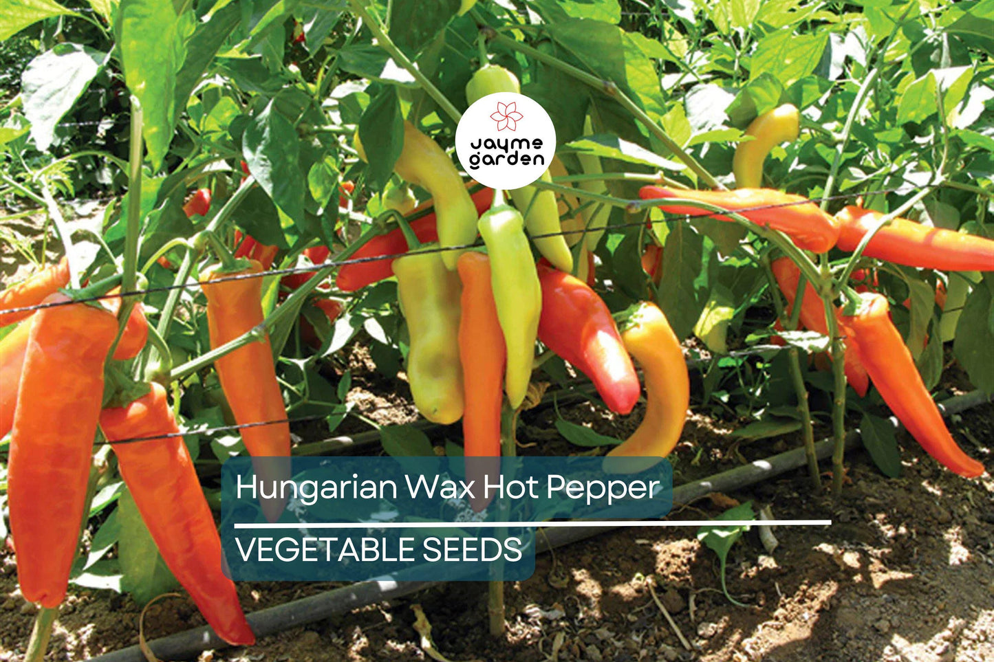 200 Hungarian Wax Hot Pepper Seeds - Heirloom, Non-GMO, Spicy Banana Peppers