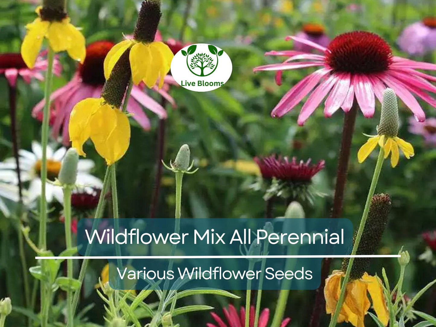 1000 Seeds Wildflower Mix All Perennial Heirloom Flowers Pollinators Non-GMO (Native Wildflowers)