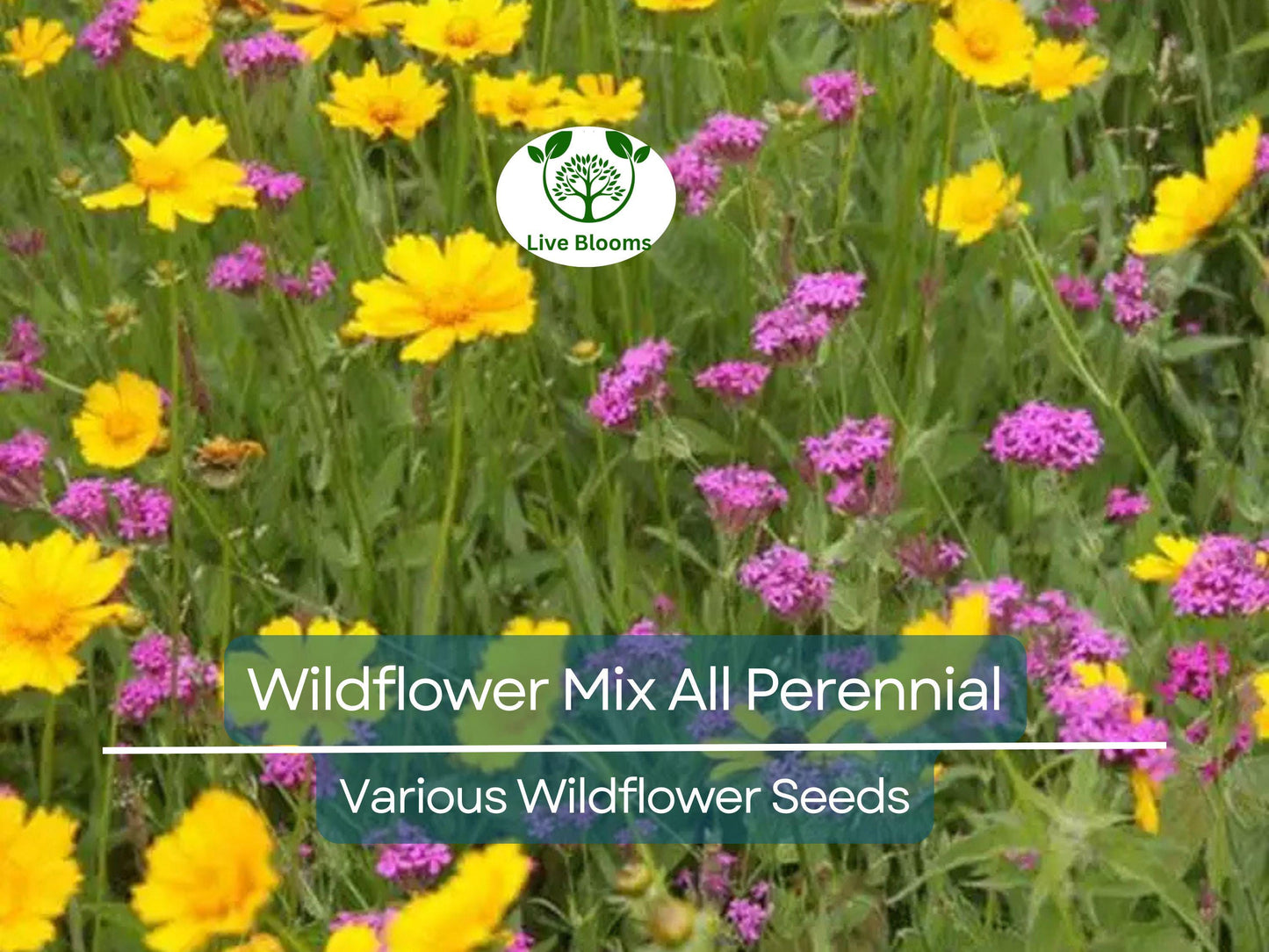 1000 Seeds Wildflower Mix All Perennial Heirloom Flowers Pollinators Non-GMO (Native Wildflowers)